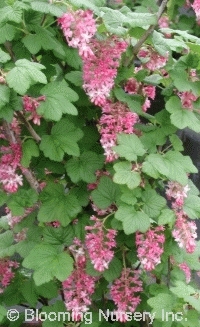 Ribes sanguineum 'Claremont'                      